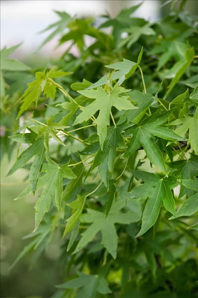 Liquidambar styraciflua Worplesdon