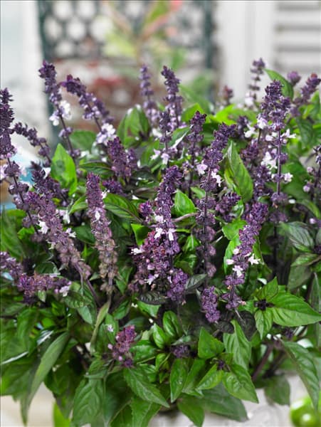 Ocimum basilicum Orientale