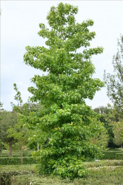 Liquidambar styraciflua Worplesdon