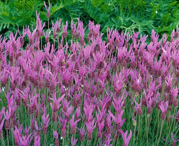 Lavandula stoechas