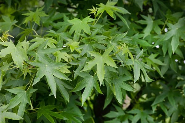 Liquidambar styraciflua Worplesdon