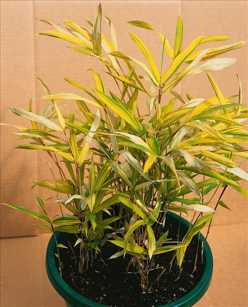 Pleioblastus viridistriatus