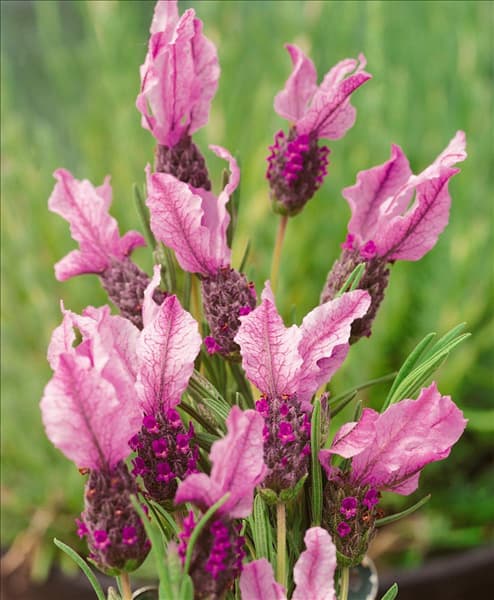 Lavandula stoechas B01/17