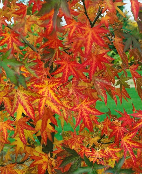 Liquidambar styraciflua Worplesdon