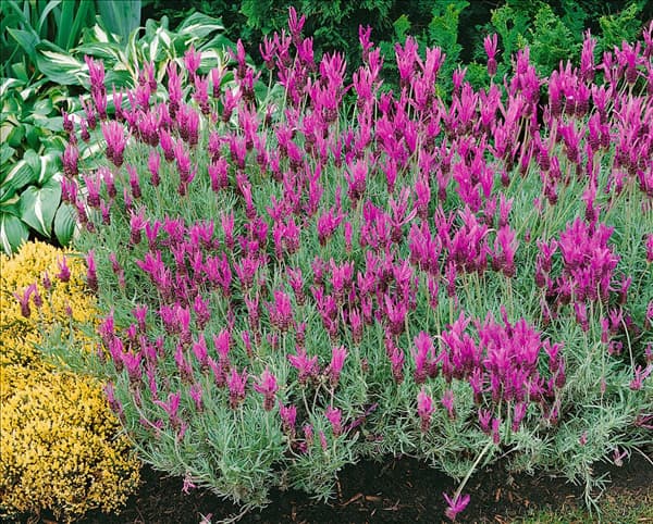 LAVANDULA STOECHAS