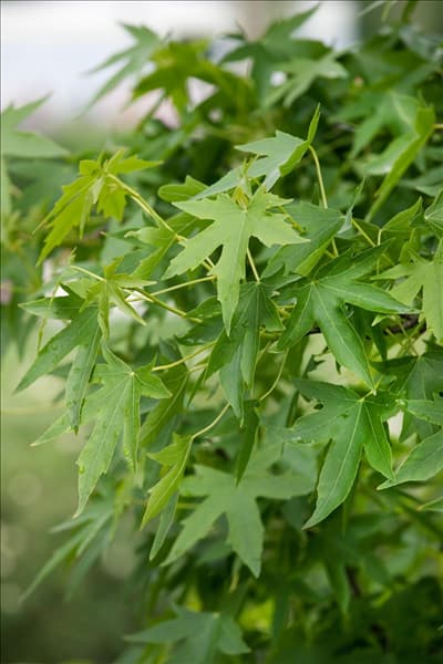 Liquidamber styraciflua Worplesdon