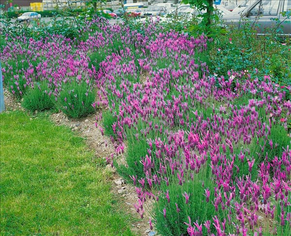 LAVANDULA STOECHAS