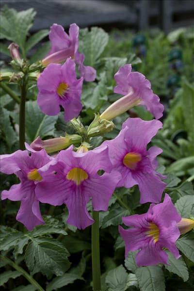 Incarvillea delavayi
