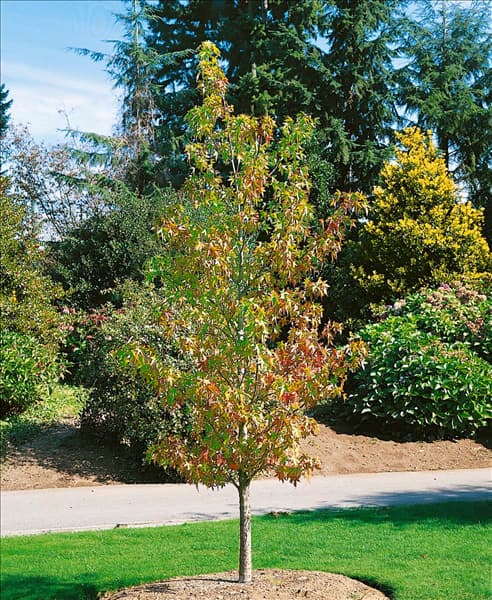Liquidambar styraciflua Worplesdon