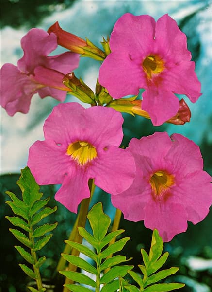 INCARVILLEA DELAVAYI