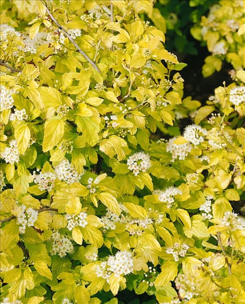 Physocarpus opulifolius Dart's Gold
