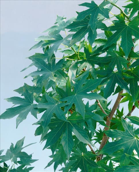Liquidambar styraciflua Worplesdon