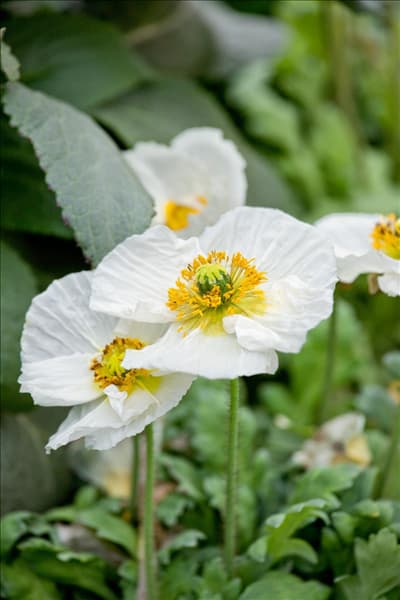 Papaver nudicaule Spring Fever™ White
