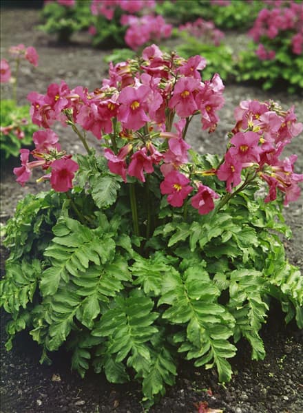 INCARVILLEA DELAVAYI
