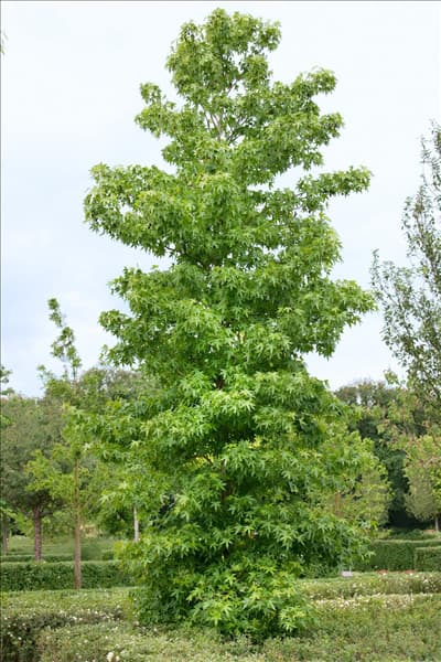 Liquidamber styraciflua Worplesdon
