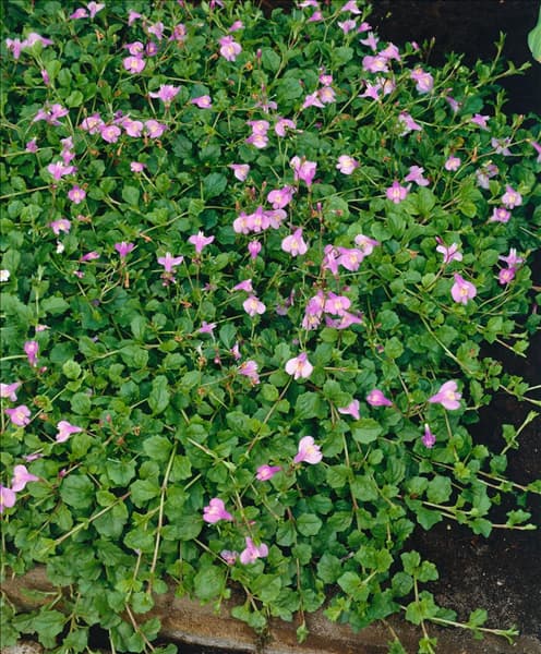 MAZUS REPTANS