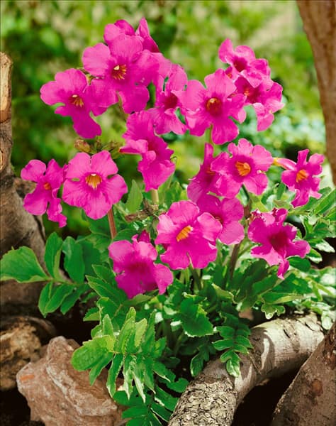 Incarvillea delavayi Pink