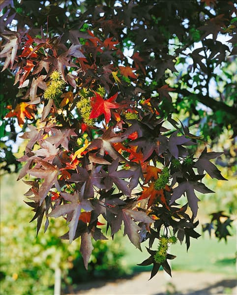 Liquidambar styraciflua Worplesdon