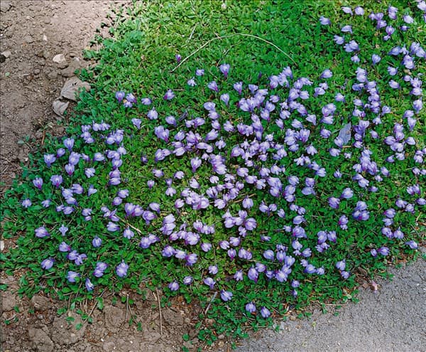 MAZUS REPTANS