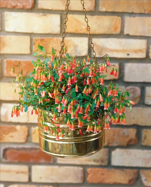 Kalanchoe manginii
