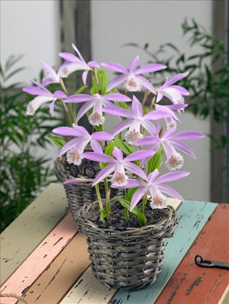 Pleione formosana im Korb