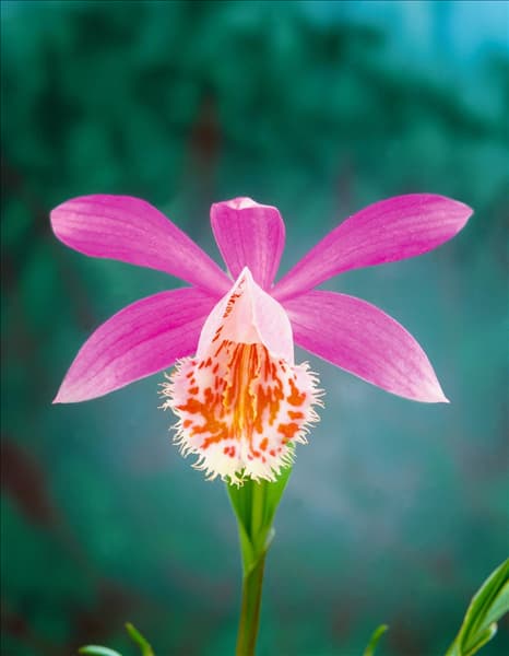 Pleione formosana Versailles