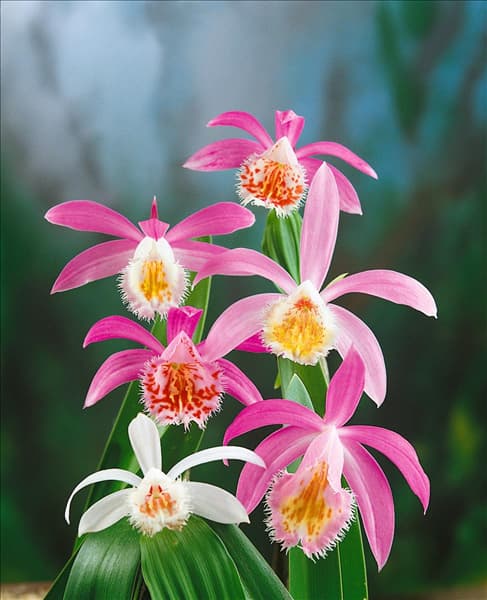 PLEIONE FORMOSANA PRICEI MIXED