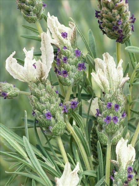 Lavandula Javelin White