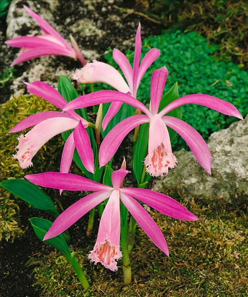 PLEIONE FORMOSANUM