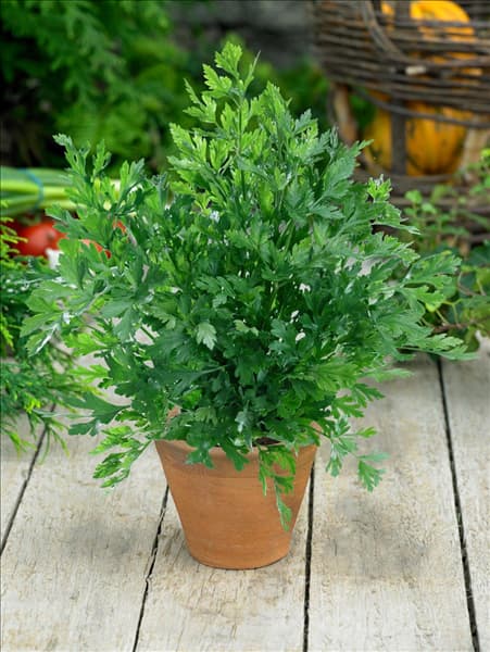 Petroselinum crispum var. tuberosum Halblange