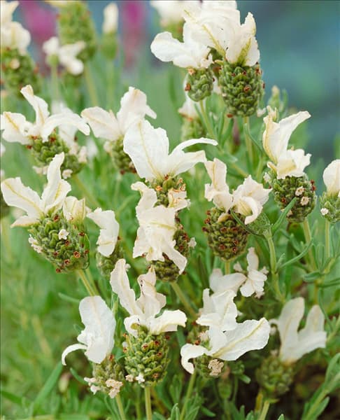 Lavandula stoechas D01/21