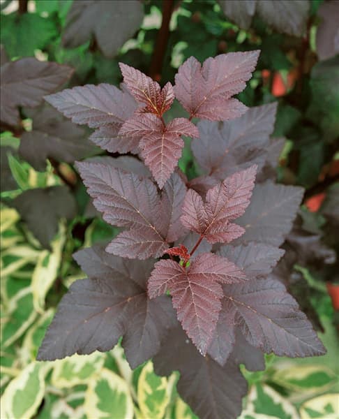 Physocarpus opulifolius Diabolo