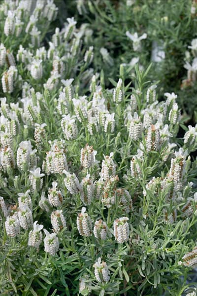Lavandula stoechas Barcelona White