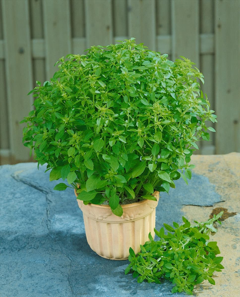 Ocimum minimum