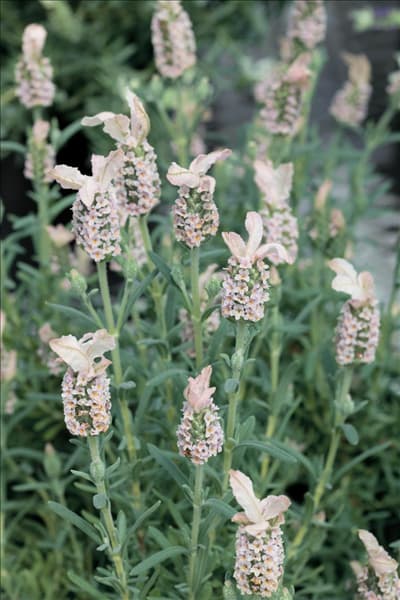 Lavandula stoechas Madrid Salmon