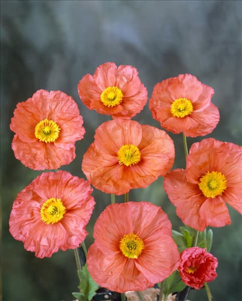 Papaver nudicaule Wonderland Pink