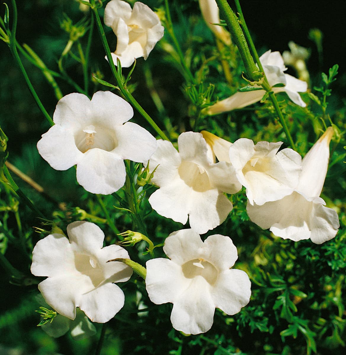 Incarvillea sinensis Alba