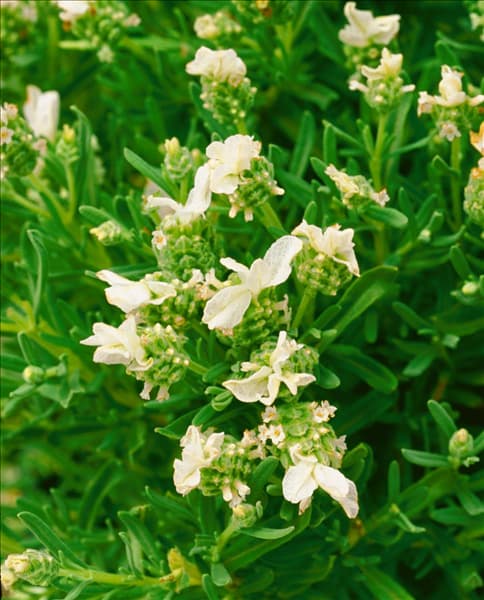 Lavandula stoechas