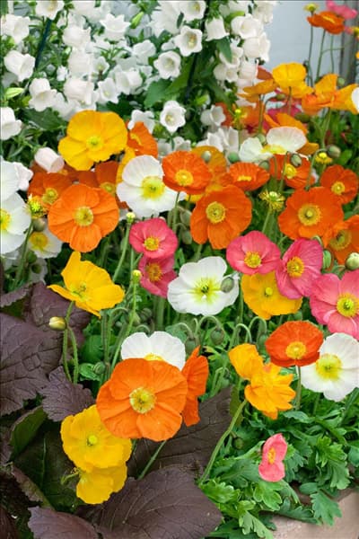 Papaver nudicaule Wonderland Mix