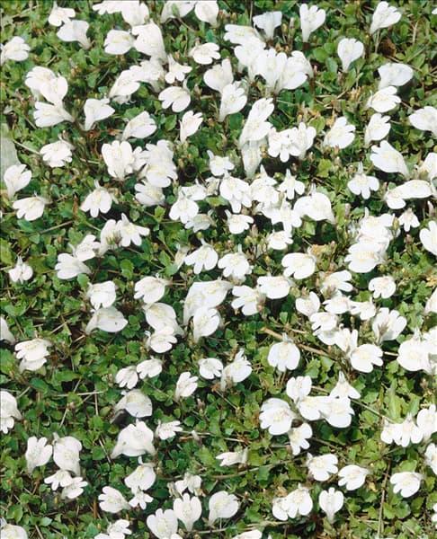 Mazus reptans Alba