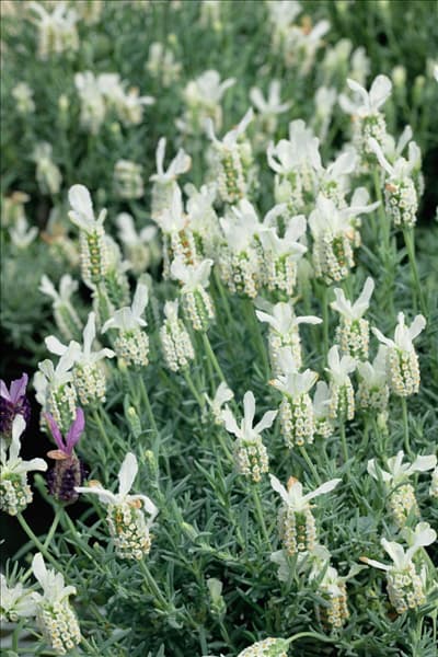 Lavandula stoechas Madrid White