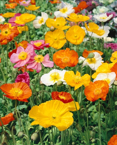 Papaver nudicaule Wonderland mixed