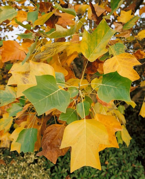 LIRIODENDRON TULIPIFERA AUREO-VAR./AUTUMN