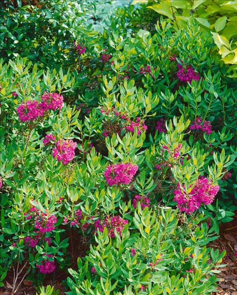 KALMIA ANGUSTIFOLIA PURPUREA