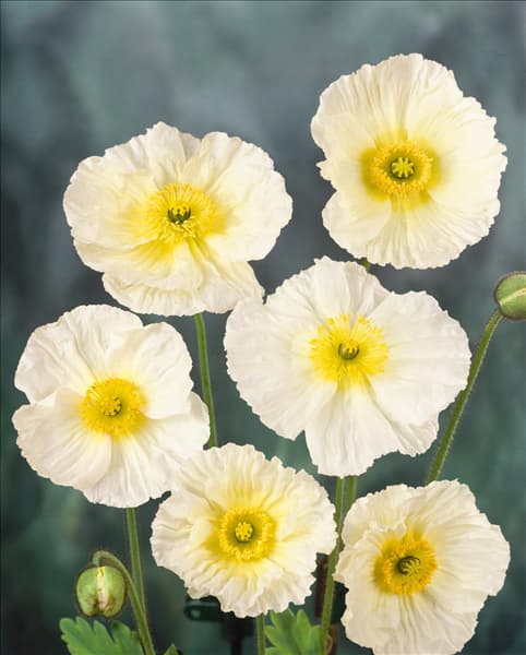 Papaver nudicaule Wonderland Cream
