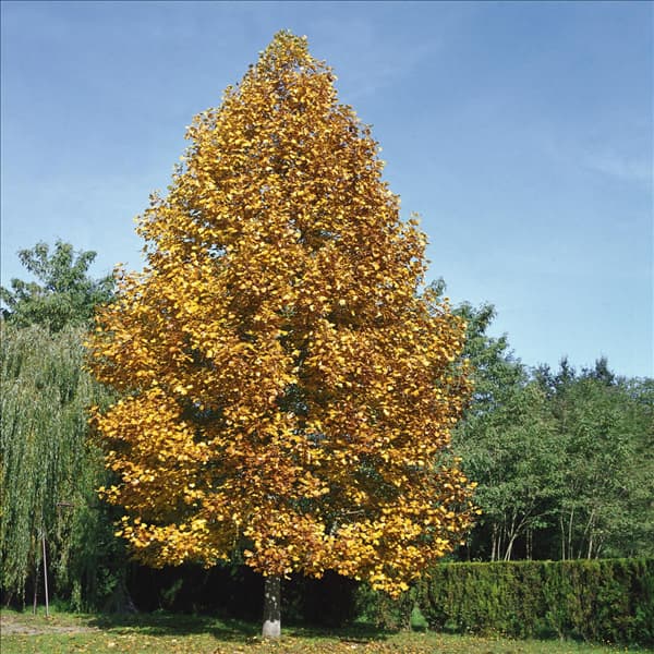 LIRIODENDRON TULIPIFERA