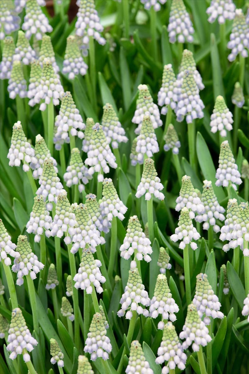 Muscari armeniacum Lady Blue