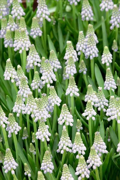 Muscari armeniacum 'Album'