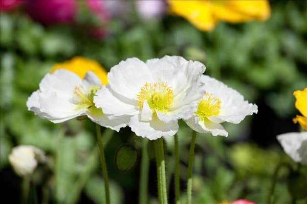Papaver nudicaule Wonderland White