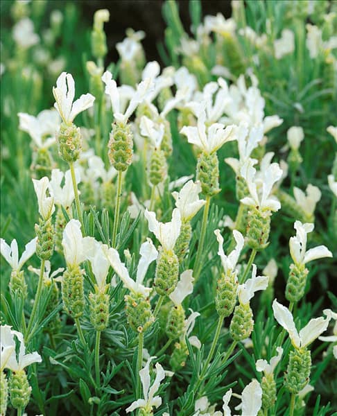 LAVANDULA STOECHAS SNOWMAN
